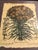 Hortus Eystettensis by the German apothecary and botanist Basilius Besler 1614 See pictures for more details The product...