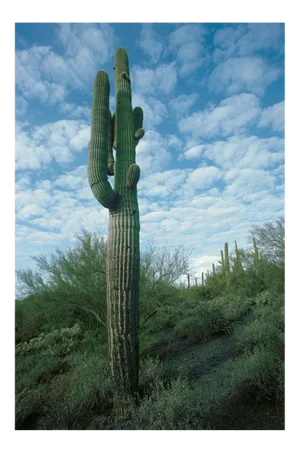 Giant Saguaro Cactus, Arizona, 1994