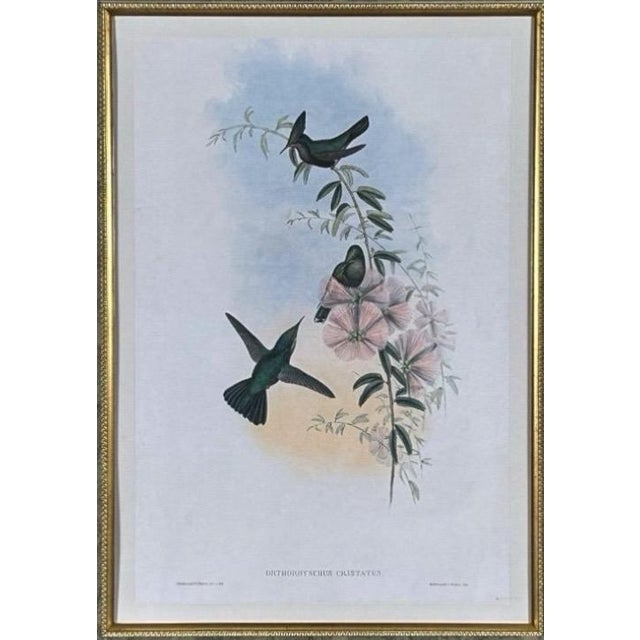 Antique Nineteenth Century John Gould Hummingbird Framed Fine Art Hand Colored Lithograph Capture the quintessential aura...