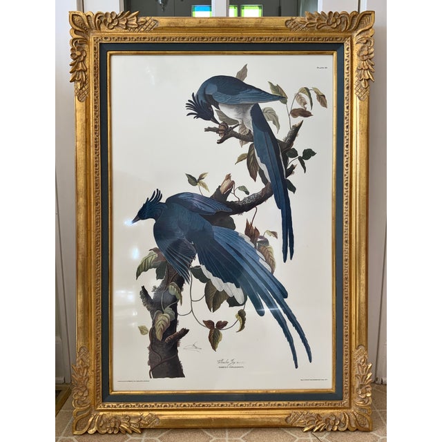 Traditional Vintage Audubon Columbia Jay Lithograph in Gold Leaf Frame / Double Elephant Folio For Sale - Image 3 of 12