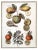 Prints Botanical Pair Framed For Sale - Image 10 of 16