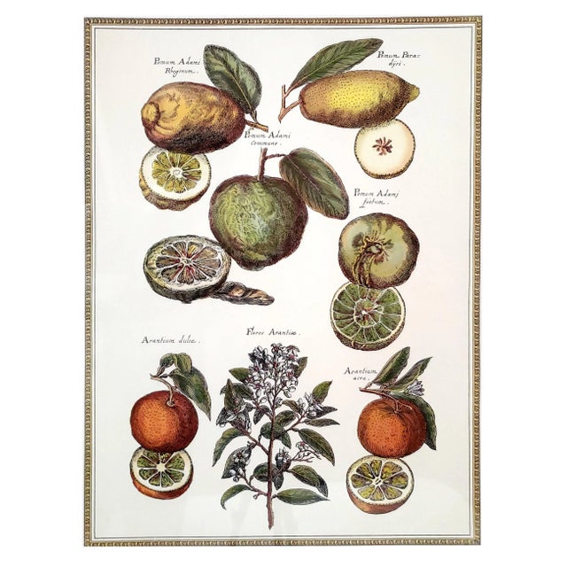 Prints Framed Botanical For Sale - Image 9 of 14