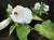 White Hibiscus by Sheri Farabaugh | Oil Painting of white hibiscus flowers and green leaves For Sale