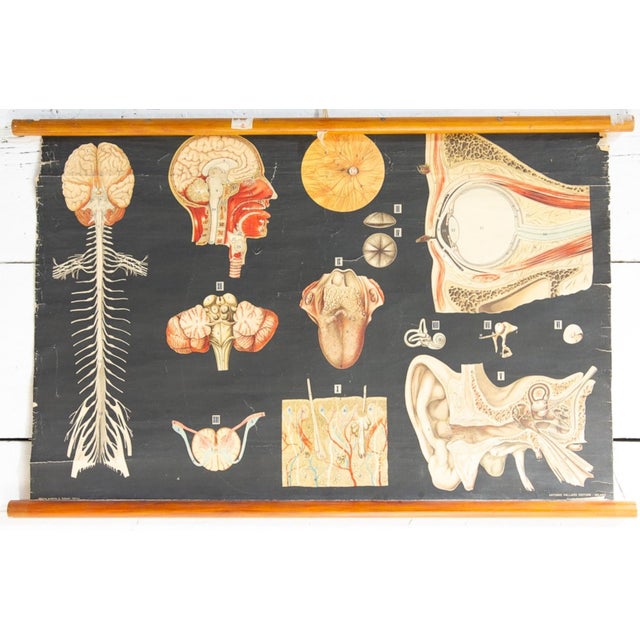 Textile Human Anatomy Charts from Allardi Publisher, 1950s, Set of 2 For Sale - Image 7 of 14