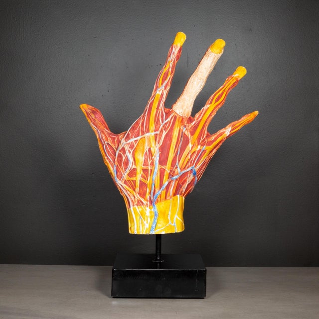 French Early 20th C. French Medical Hand Model c.1920 For Sale - Image 3 of 8
