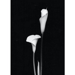 1980s Calla Lily Still Life Black and White Photo by Garo For Sale