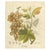 Antique Grape Botanical Engraving Vitis Vinifera, 1831 For Sale - Image 10 of 10