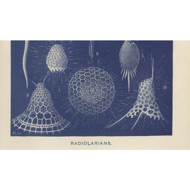 Richard Lydekker, Radiolarians, 1896, Color Process Print For Sale - Image 6 of 9