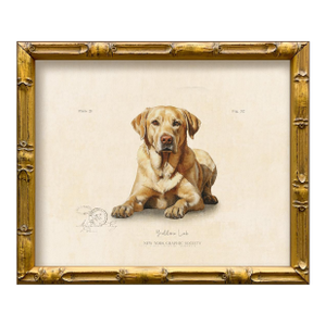 Reproduction Art Print of Vintage "World of Dogs" Illustration (Yellow Labrador), Framed