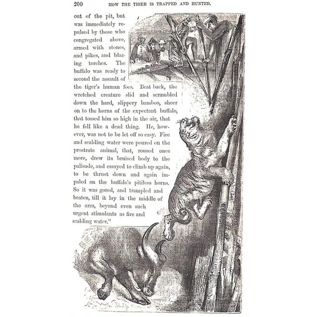 "Wild Sports of the World: A Boy's Book of Natural History and Adventure" 1862 Greenwood, James For Sale - Image 9 of 12