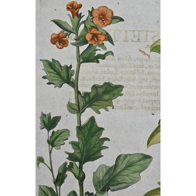 Realism Flowering Henbane : A Besler 18th Century Hand-Colored Botanical Engraving, 1713 For Sale - Image 3 of 7