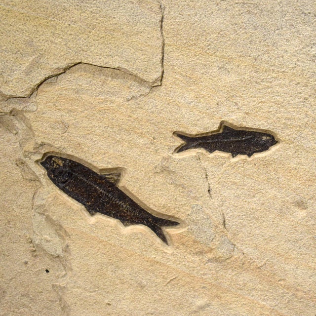 15th Century & Earlier 50 Million Year Old Fossil Fish Mural For Sale - Image 5 of 5