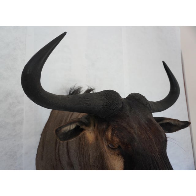 Wildebeest Mount Head Bust For Sale In Los Angeles - Image 6 of 18