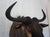 Wildebeest Mount Head Bust For Sale In Los Angeles - Image 6 of 18