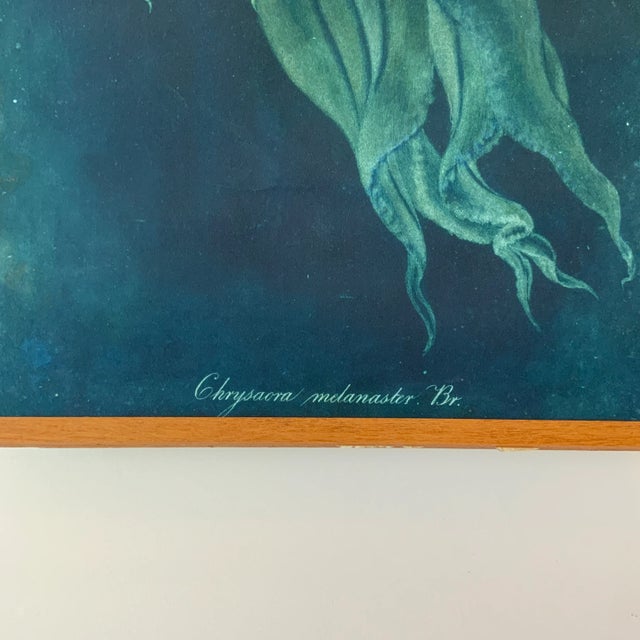 26.5”t x 19”w. Brilliant shades of blue and green define this print on deckled heavy paper, titled "Chrysaora melanaster....