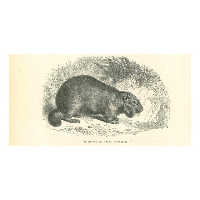 Paul Gervais, Marmot des Alpes, 1854, Lithograph For Sale