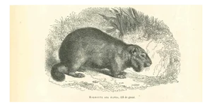 Paul Gervais, Marmot des Alpes, 1854, Lithograph