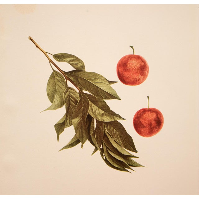 1900 - 1909 1900s U. P. Hedrick, Original Antique Photogravure of Juicy Plums For Sale - Image 5 of 7