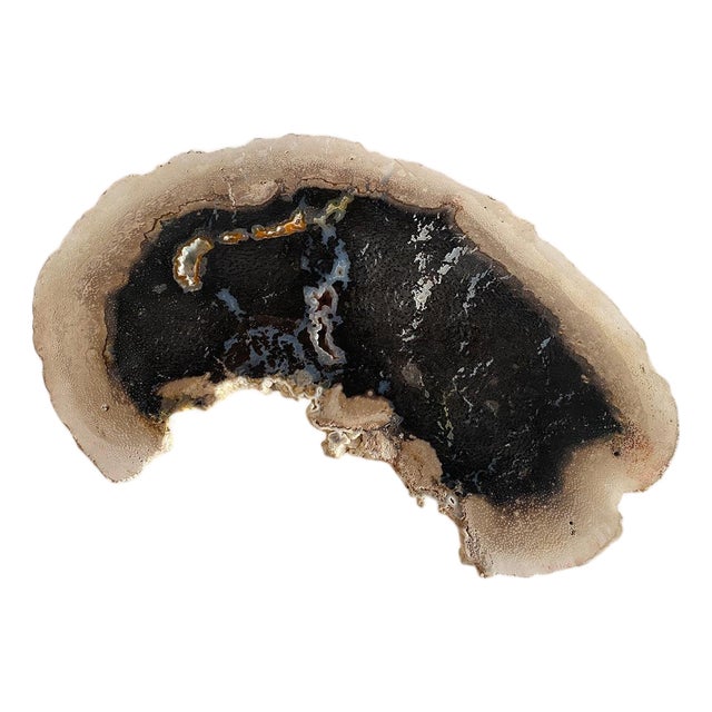 Andrianna Shamaris Rare Palm Petrified Wood Slab For Sale