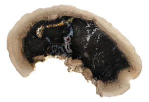 Andrianna Shamaris Rare Palm Petrified Wood Slab