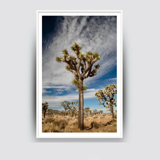 This shot from Mark Frohman's 'American West' series captures the deep spiritual landscape of Joshua Tree, California, in...