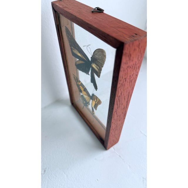 Vintage Mid-Century Framed Buttefrly Specimen Art, 1960s For Sale In New York - Image 6 of 6