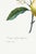 Not Yet Made - Made To Order Orange by Redouté, Vintage Botanical Art Print, 24" X 32" For Sale - Image 5 of 8