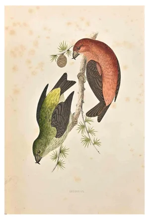Alexander Francis Lydon, Grossbill, Woodcut Print, 1870