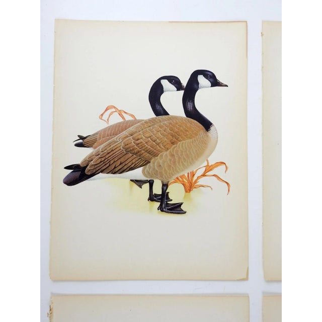 Vintage 1950 Duck Geese Menaboni's Birds Prints - Set of 4 For Sale - Image 4 of 6