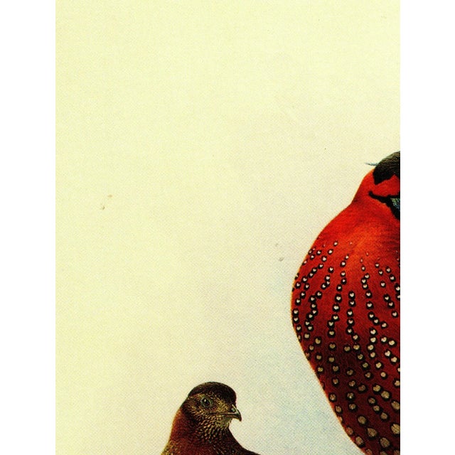 Rare Birds of China "Satyr Tragopan" Salesman Portfolio Sample Print by J F Lansdowne C.1995 A fine card stock print w/...