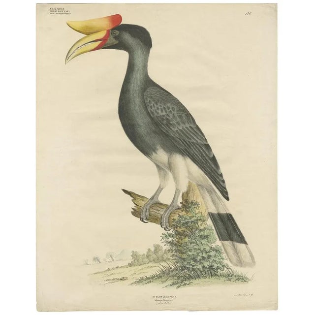 Antique bird print titled 'Gatt Buceros'. Large lithograph of the rhinoceros hornbill, a large species of forest hornbill...