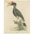 Antique bird print titled 'Gatt Buceros'. Large lithograph of the rhinoceros hornbill, a large species of forest hornbill...