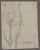 Anatomical studies is an original artwork realized by Luigi Galli in the late 19th Century. Pencil drawing on paper. The...