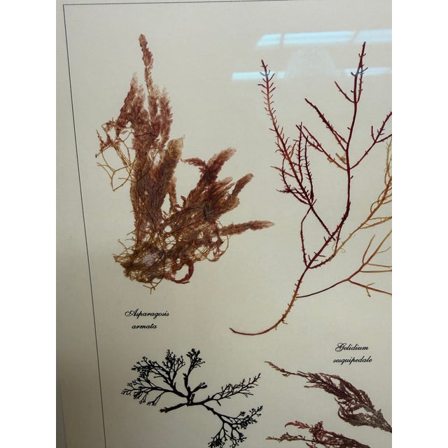 Wood Red Seaweed Botanical Art, Set of 4, Created With Real Seaweed Specimens, 21st Century For Sale - Image 7 of 9