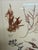 Wood Red Seaweed Botanical Art, Set of 4, Created With Real Seaweed Specimens, 21st Century For Sale - Image 7 of 9