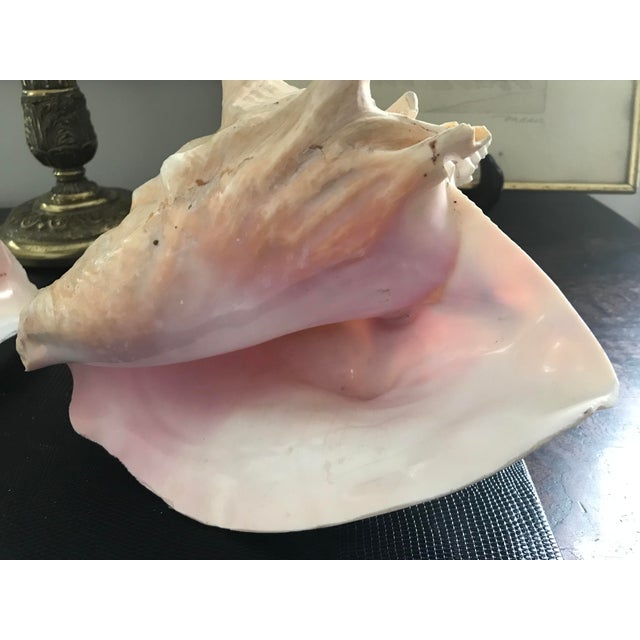 Natural Bahamian Pink Conch Shell a Pair Chairish