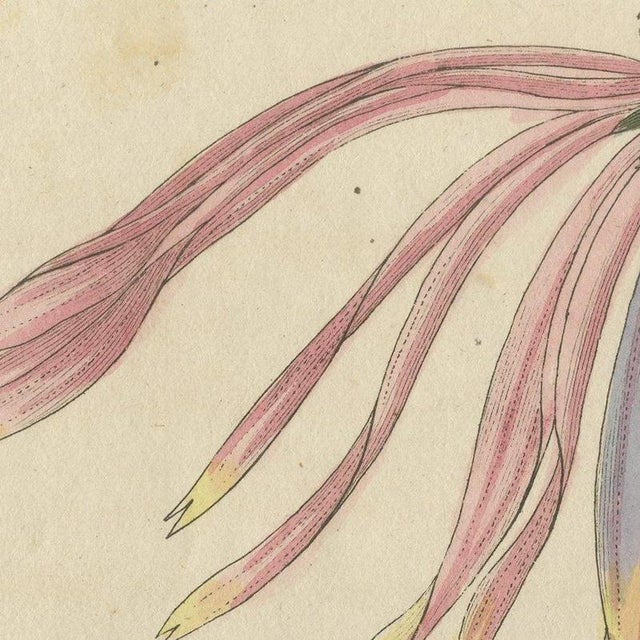 Bertuch, Purple Coneflower Echinacea, 1810, Print For Sale - Image 6 of 12