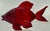Modern Ruby-Red Large Art Glass Fish Figurine by Chris Belleau, Signet. For Sale - Image 3 of 10