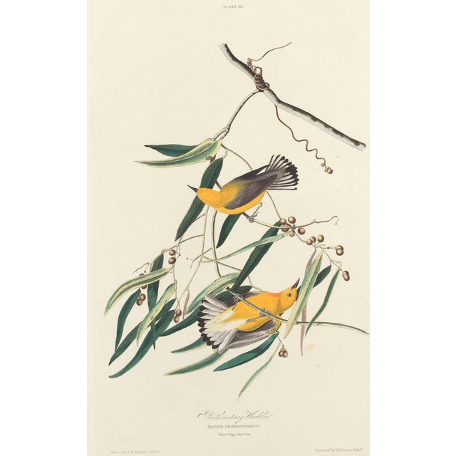 American Vintage John James Audubon Reproduction Double Sided Prints - Collection of 4 For Sale - Image 3 of 9