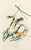 American Vintage John James Audubon Reproduction Double Sided Prints - Collection of 4 For Sale - Image 3 of 9