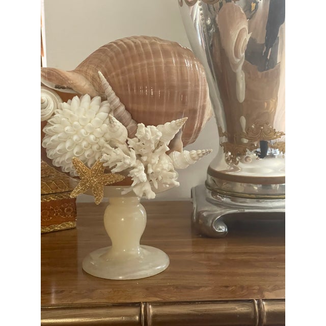1900s Sea Shell Assemblage on Onyx Italian Tazza For Sale - Image 10 of 10