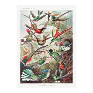 Hummingbirds Vintage Art Print Reproduction, Natural History Bird Artwork, 32" X 48" For Sale