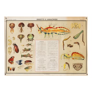 Educational Poster Depicting Insects and Arachnids from G.B. Paravia Torino, 1958 For Sale