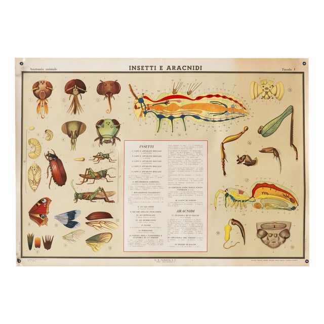 Educational Poster Depicting Insects and Arachnids from G.B. Paravia Torino, 1958 For Sale