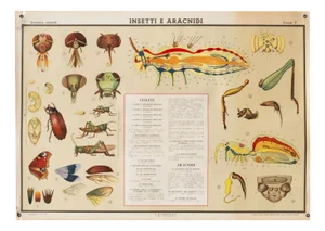 Educational Poster Depicting Insects and Arachnids from G.B. Paravia Torino, 1958