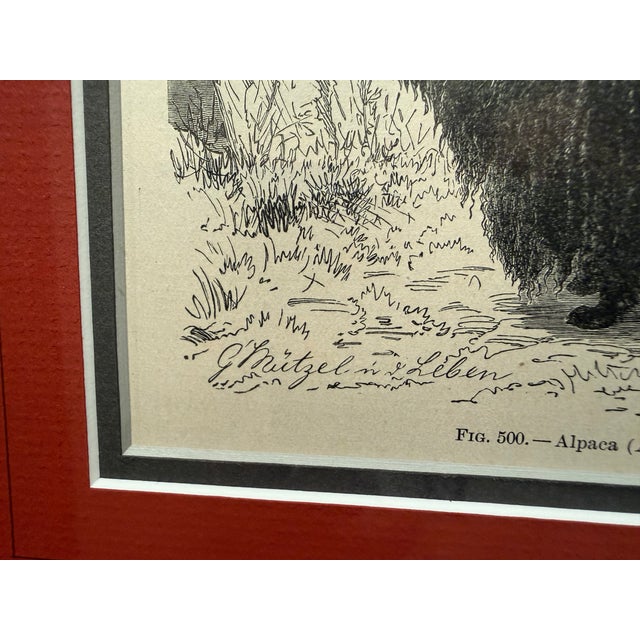 Antique Wood Engraving of a Llama, C. 1860s–1890s, Beautifully Framed in Red For Sale In Boston - Image 6 of 11