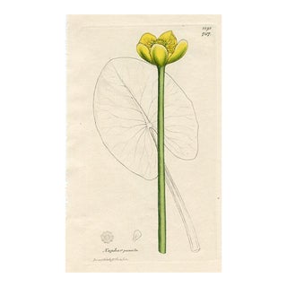 1840s, Yellow Pond Lily Botanical Print by James Sowerby, Original Antique Botanical Engraving, England For Sale