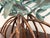 Triple Mangrove Candelabra For Sale - Image 9 of 11