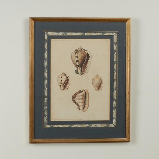 Lofty set of eight hand colored prints depicting exotic seashells from around the world as identified by the original...
