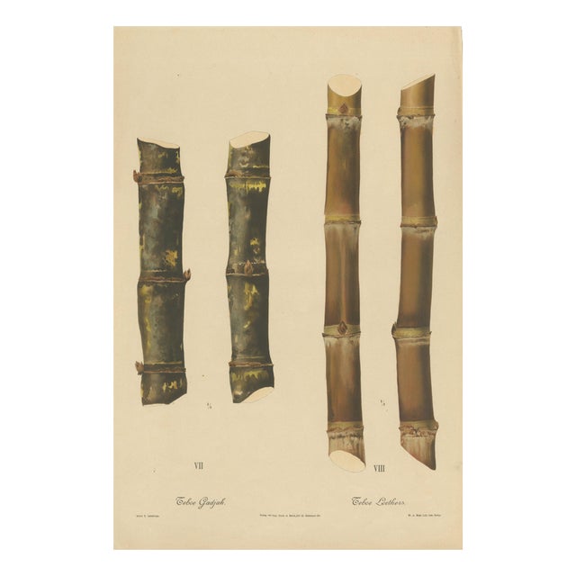 Sugarcane, 1892, Paper For Sale